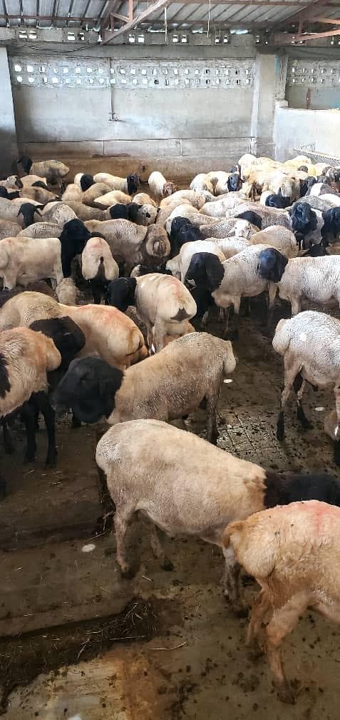 Livestock