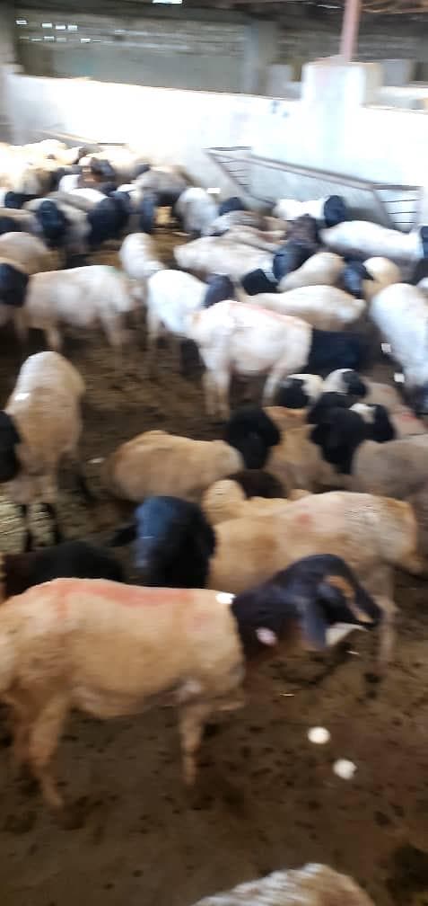 Livestock at our partner facility
